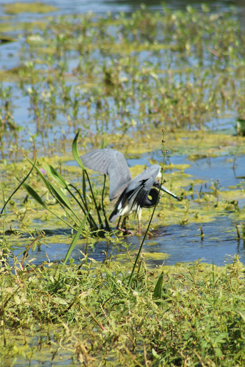 Tricolored Heron - ML617098336