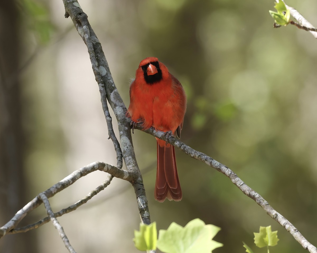 Northern Cardinal - ML617098337