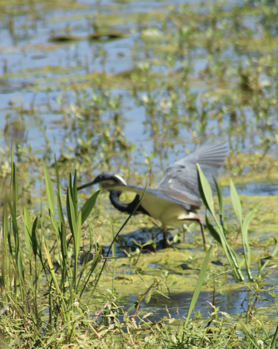 Tricolored Heron - ML617098339