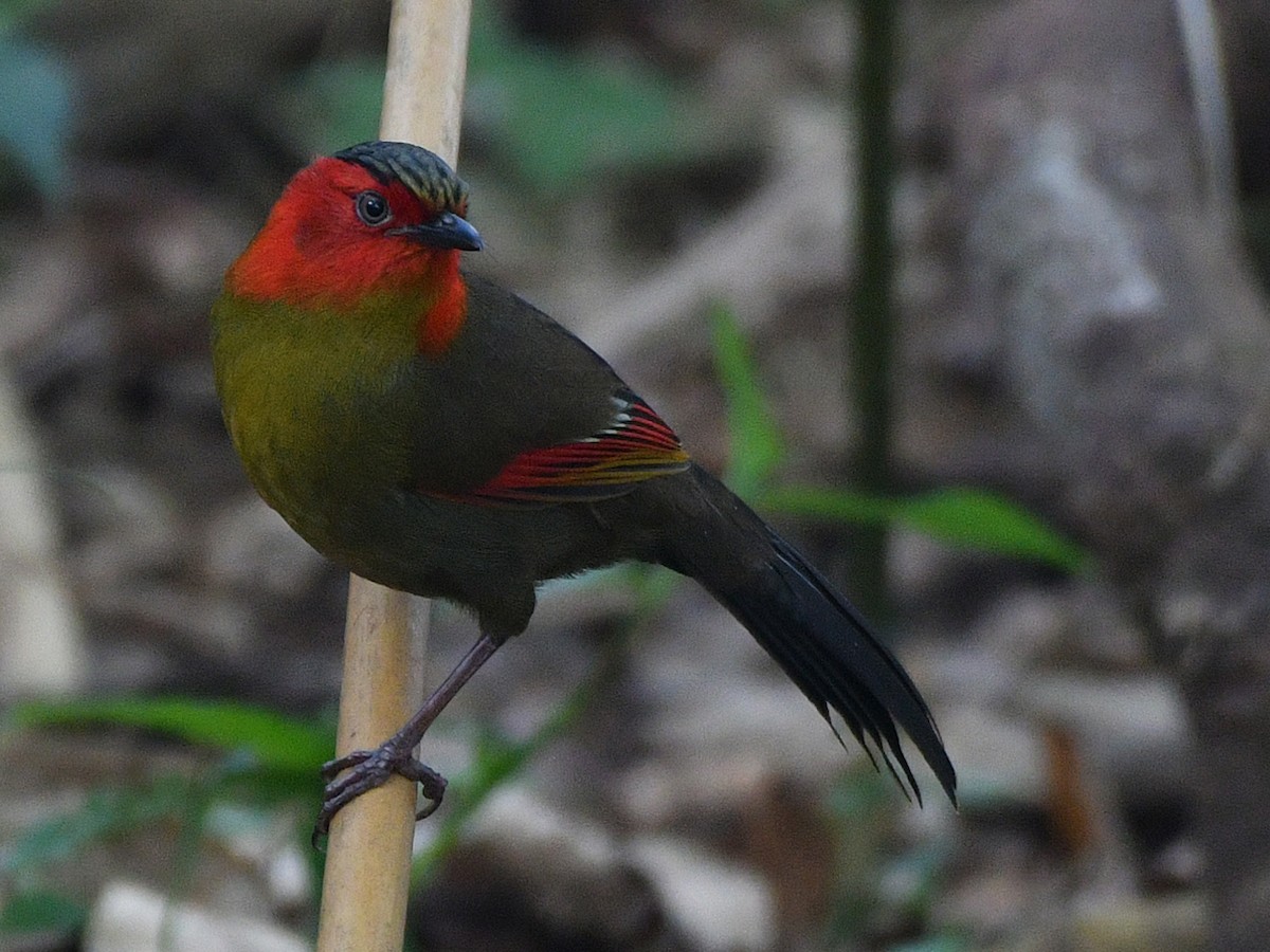 Scarlet-faced Liocichla - ML617098372