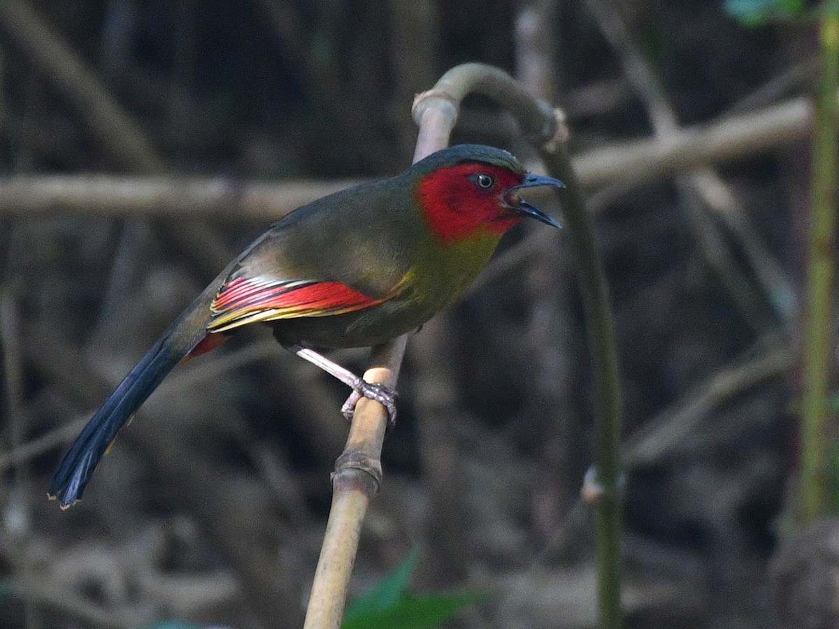 Scarlet-faced Liocichla - ML617098373