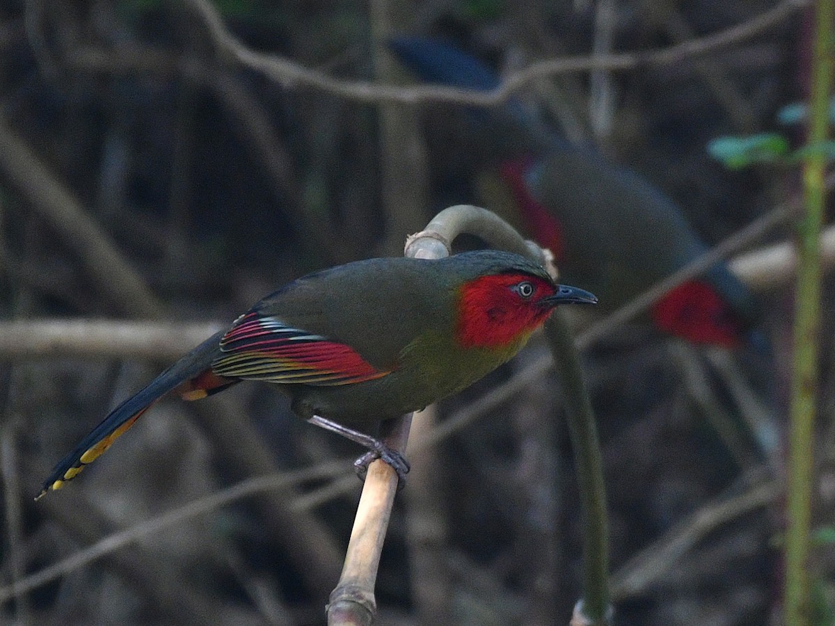 Scarlet-faced Liocichla - ML617098374