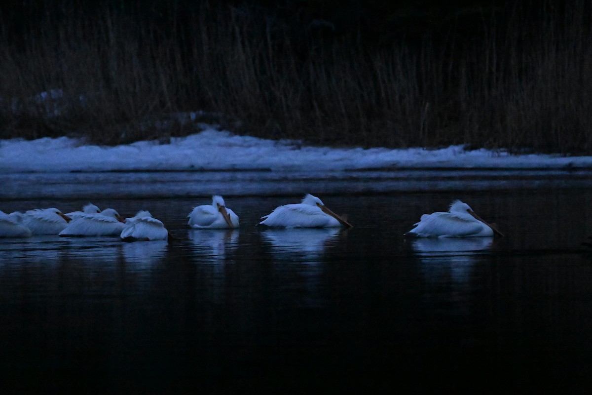 American White Pelican - Vicki St Germaine