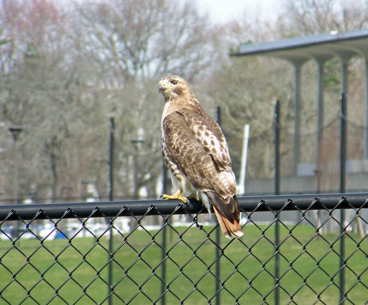 Red-tailed Hawk - ML617098394