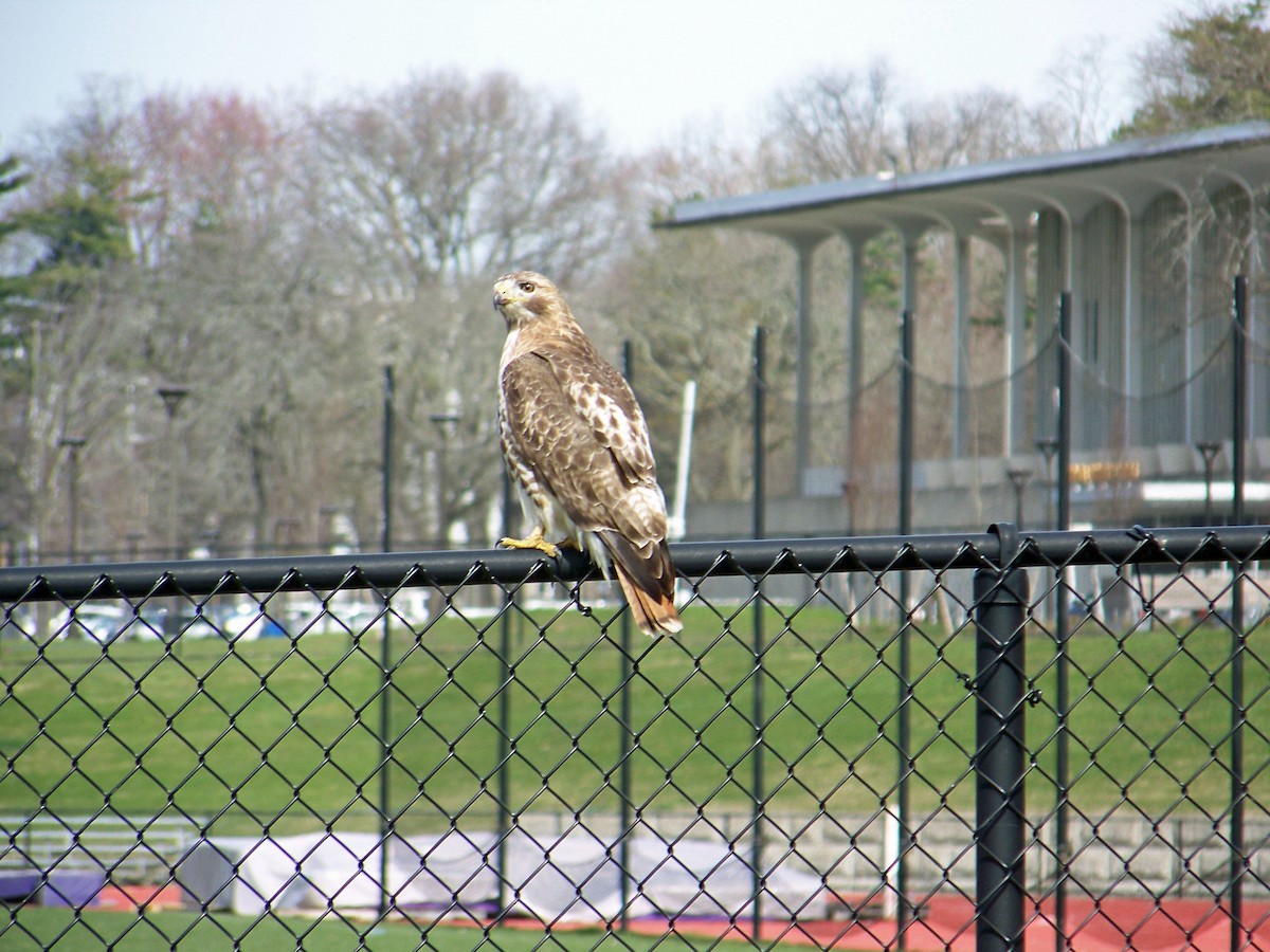 Red-tailed Hawk - Harriet Temps