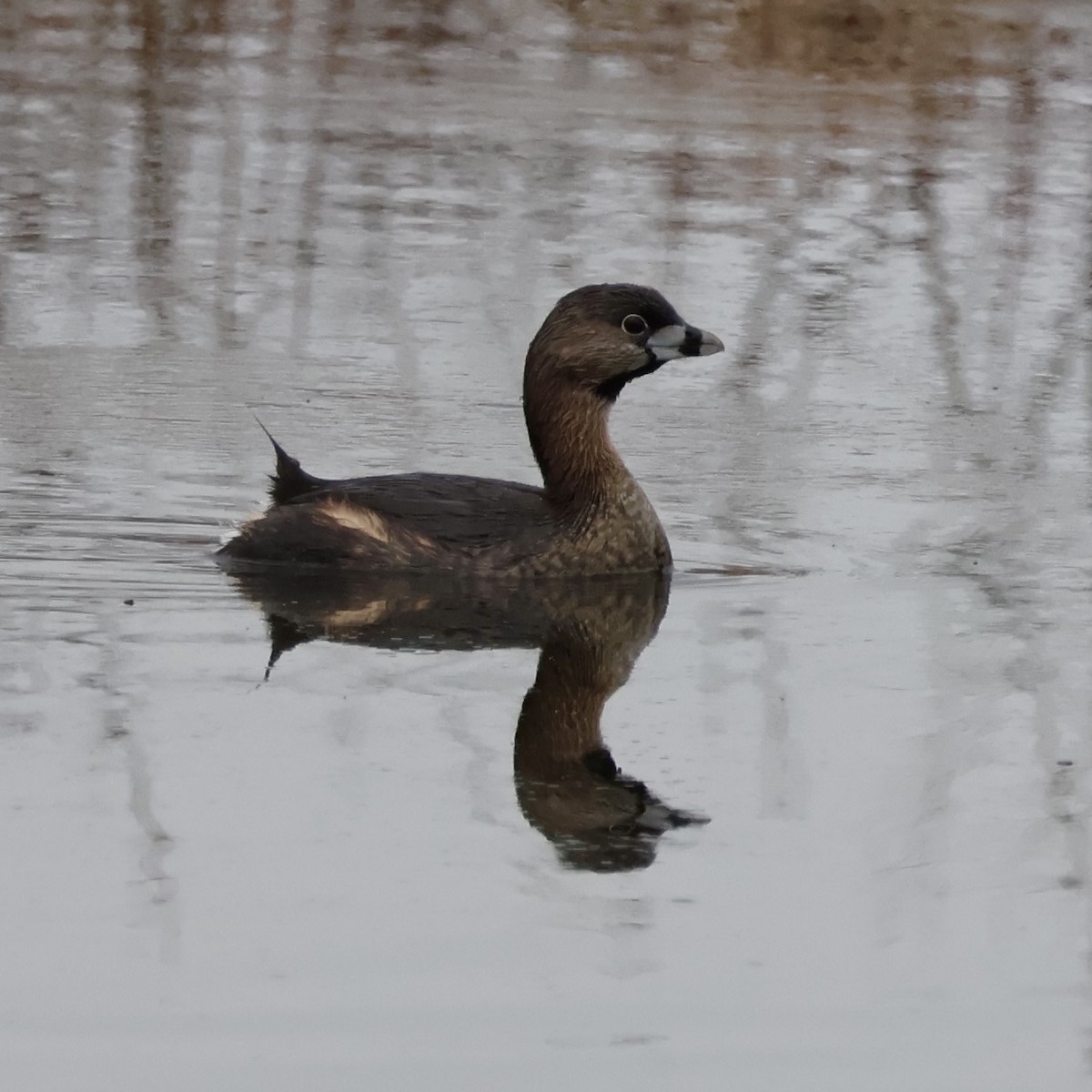 Pied-billed Grebe - ML617098410