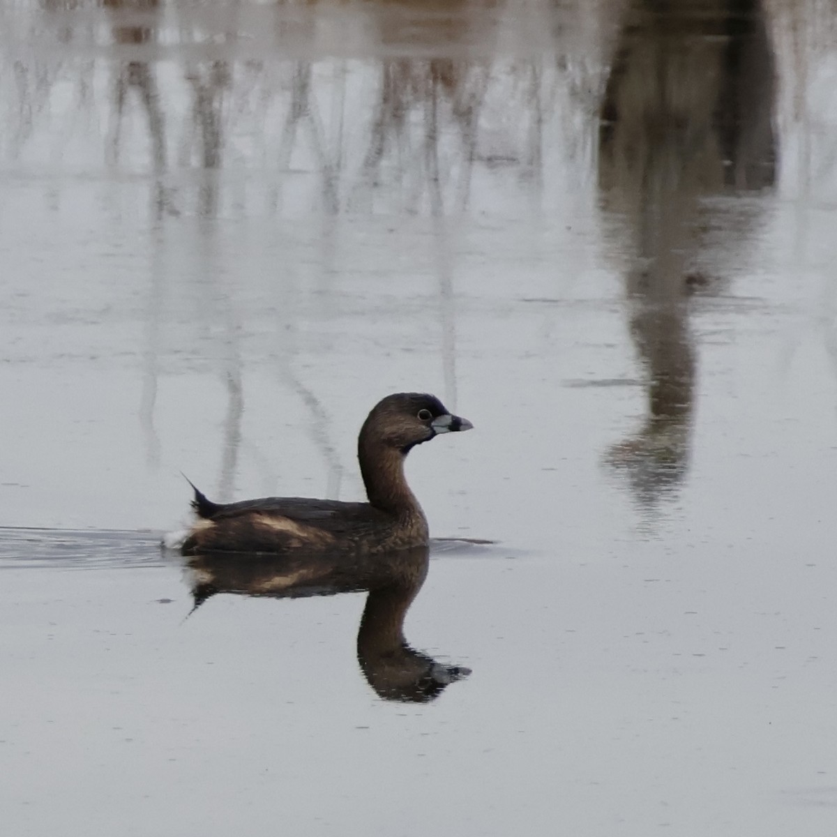 Pied-billed Grebe - ML617098411