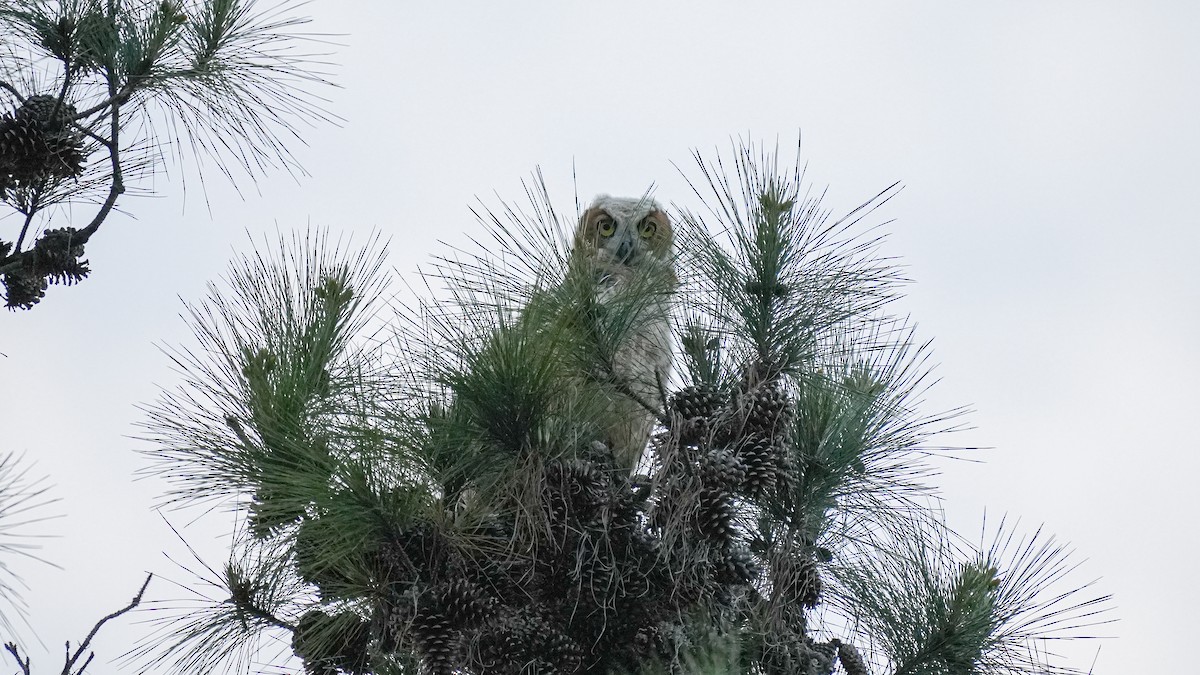 Great Horned Owl - Wenxin Hu