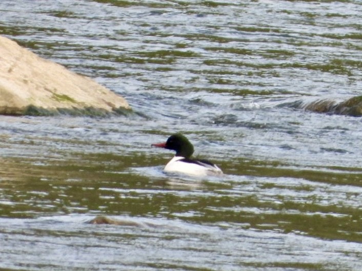 Common Merganser - ML617098460