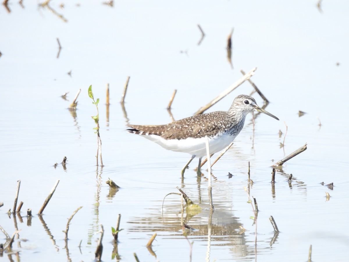 Green Sandpiper - ML617098472