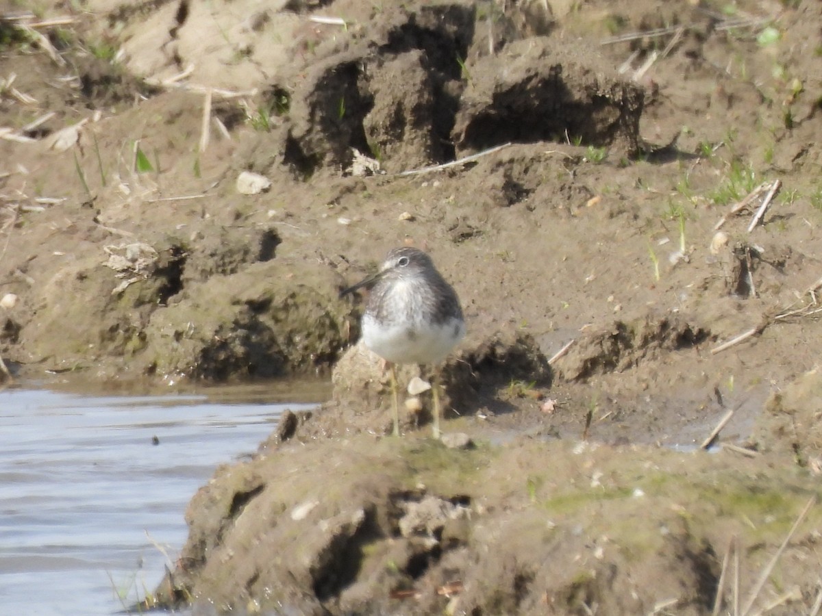 Wood Sandpiper - ML617098485