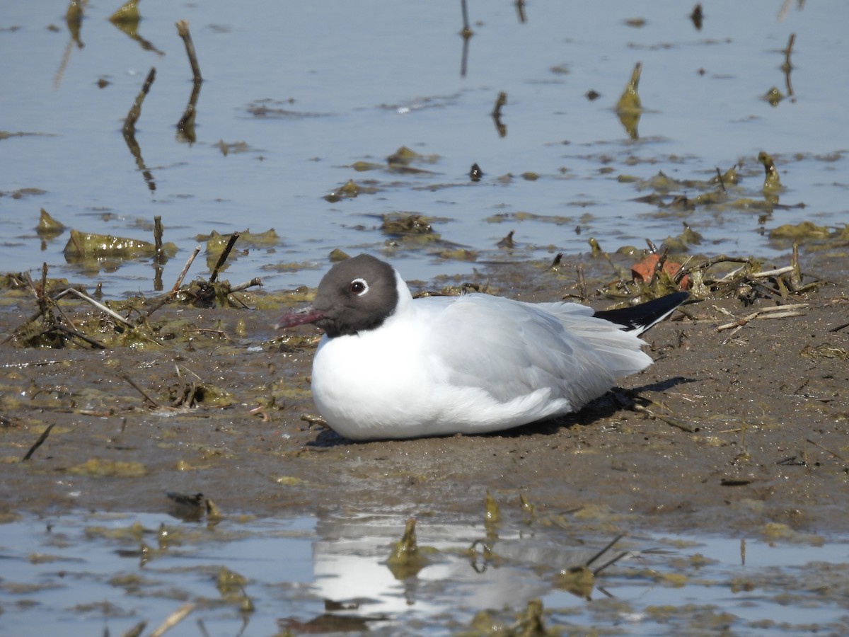 Black-headed Gull - ML617098517