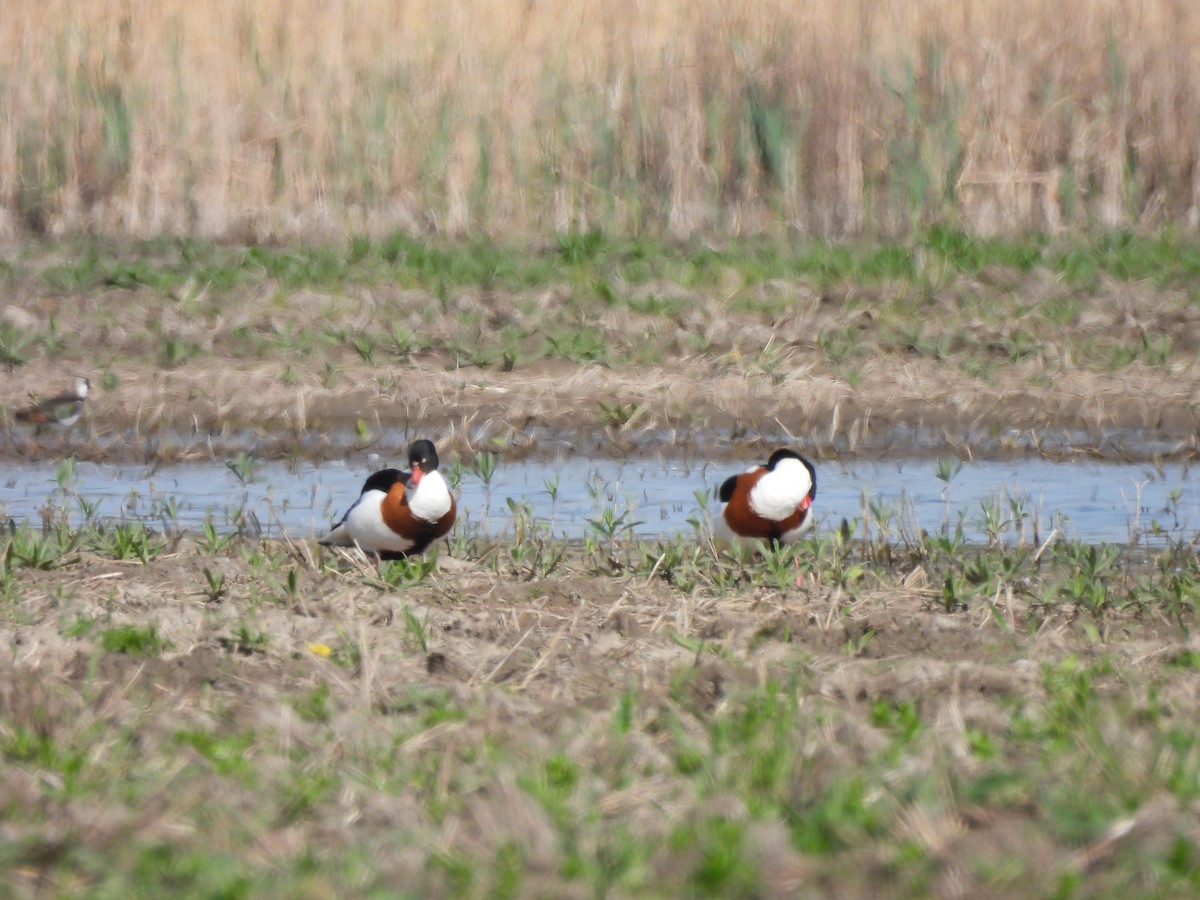 Common Shelduck - Peter Koleszar