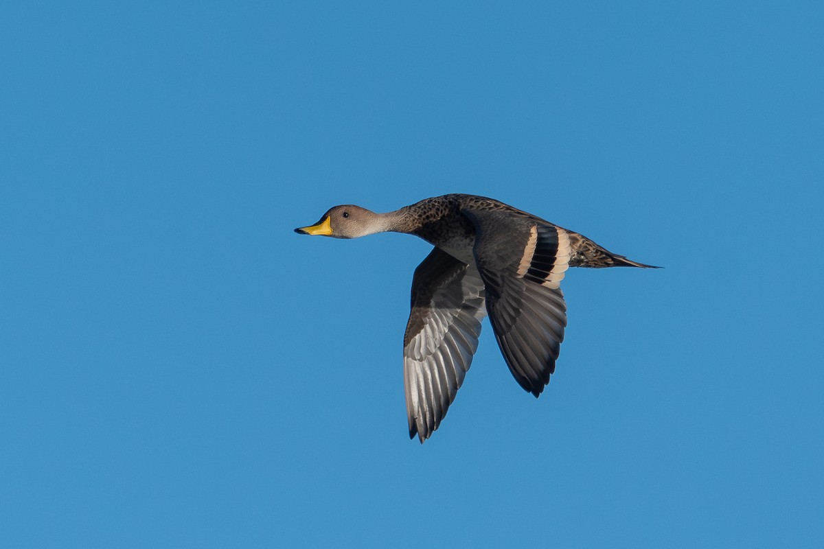 Yellow-billed Pintail - Nicolas Mazzini