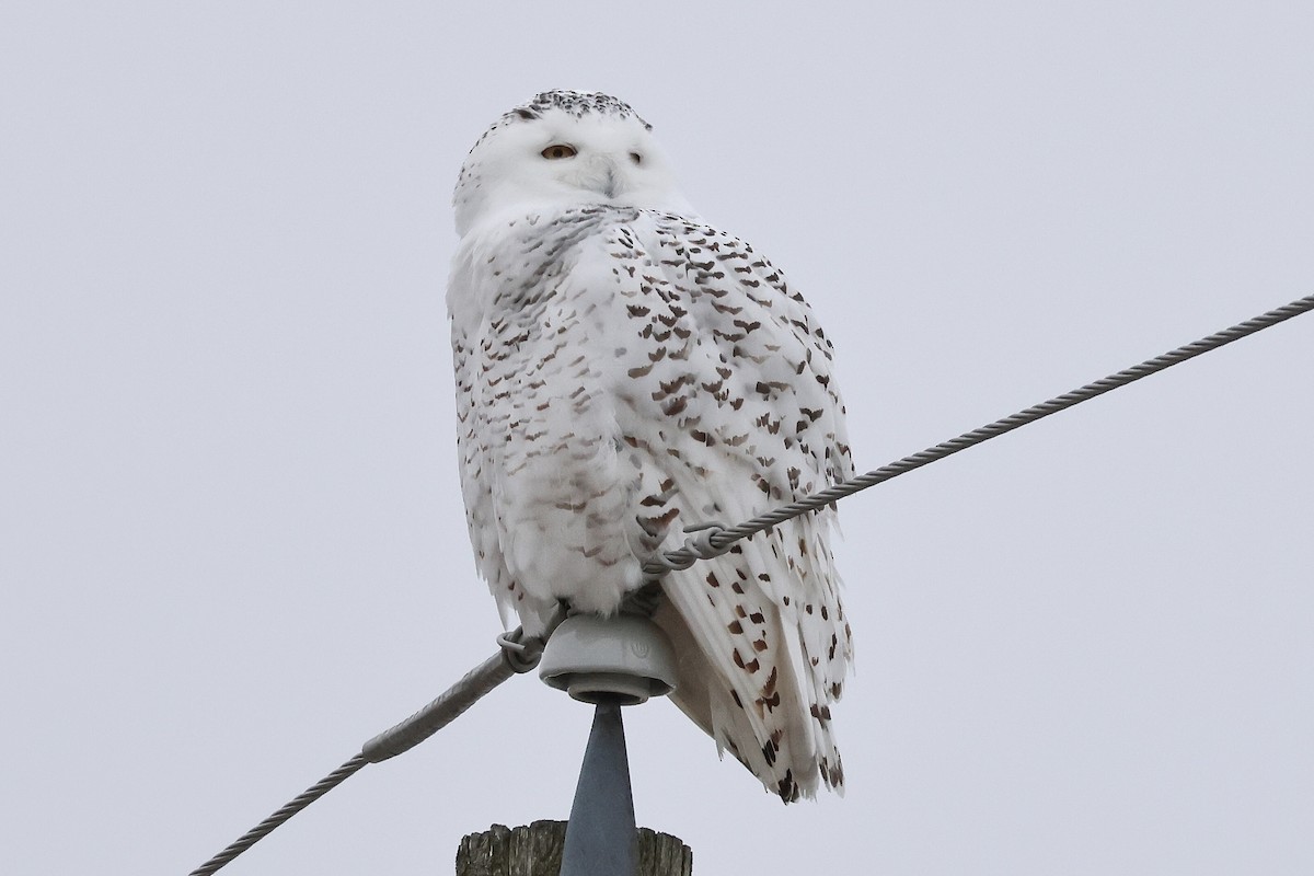 Snowy Owl - ML617098753