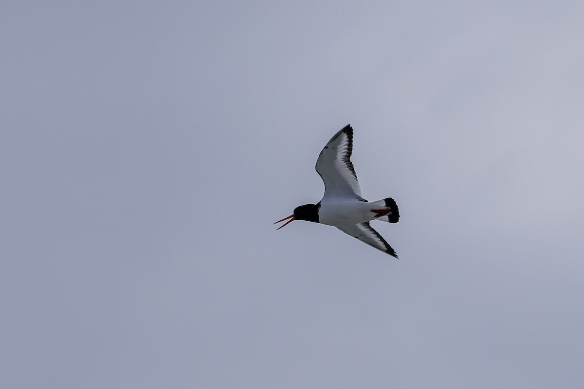 Eurasian Oystercatcher - Gretchen Locy