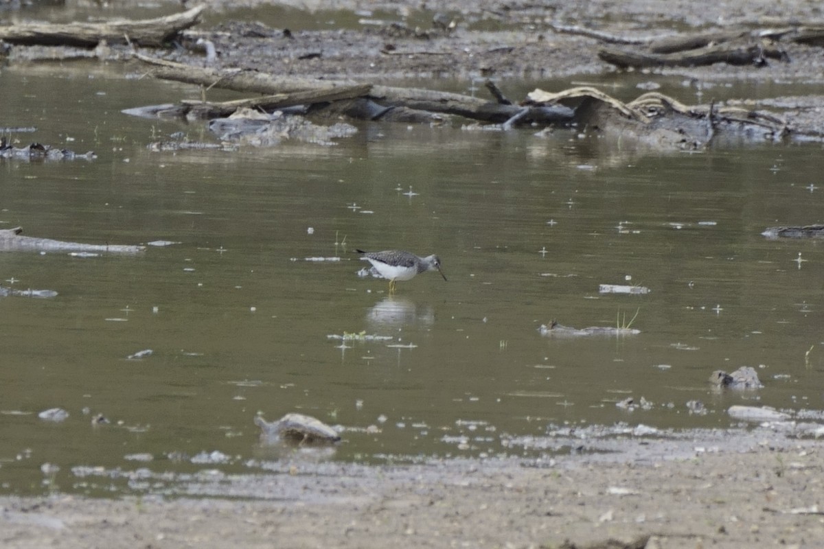 Lesser Yellowlegs - ML617098803