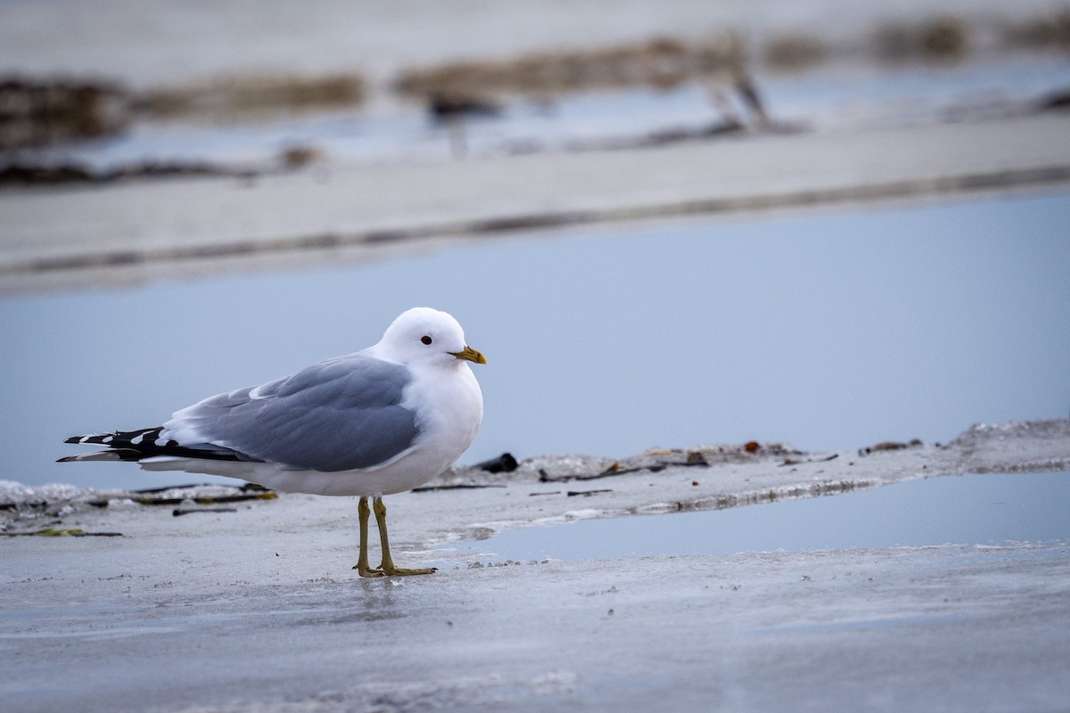 Gaviota Cana - ML617098815