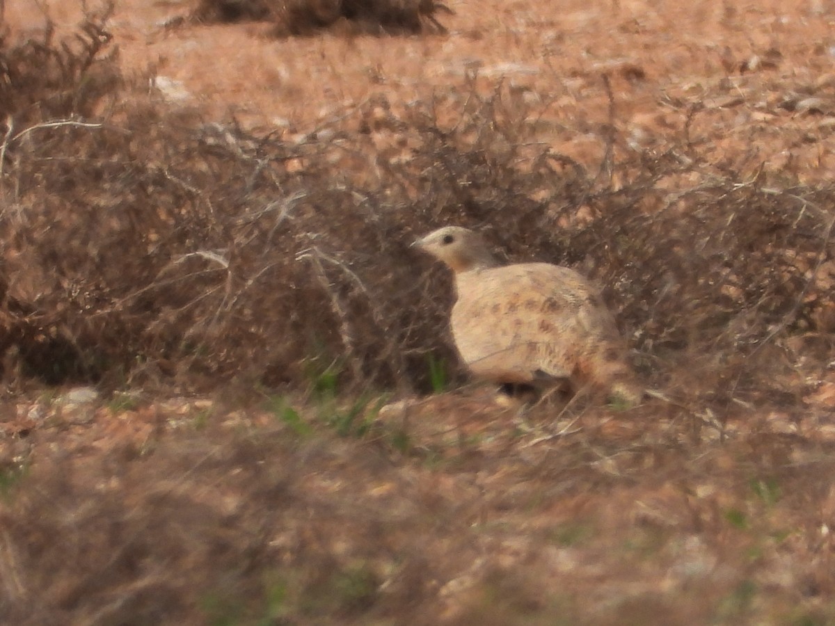 Black-bellied Sandgrouse - ML617098831