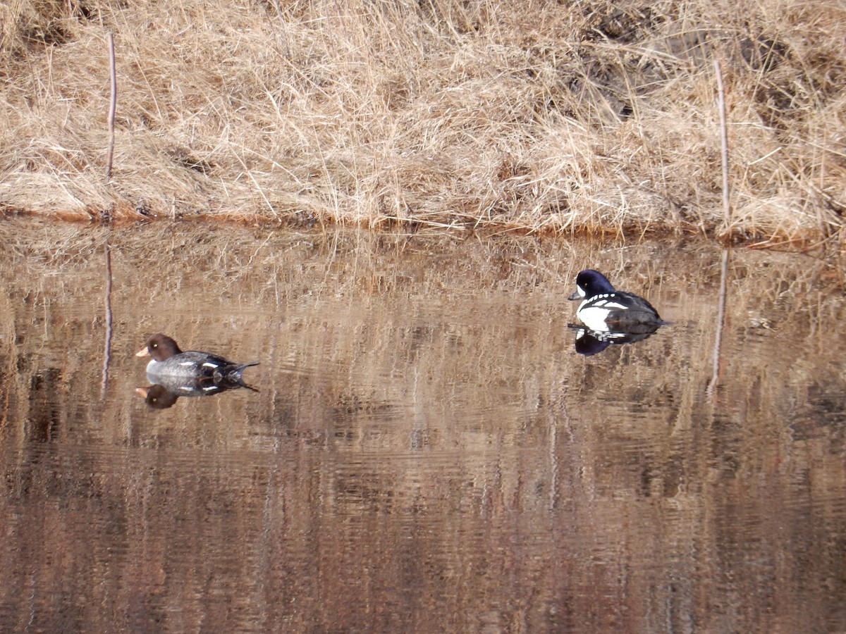 Barrow's Goldeneye - ML617098859