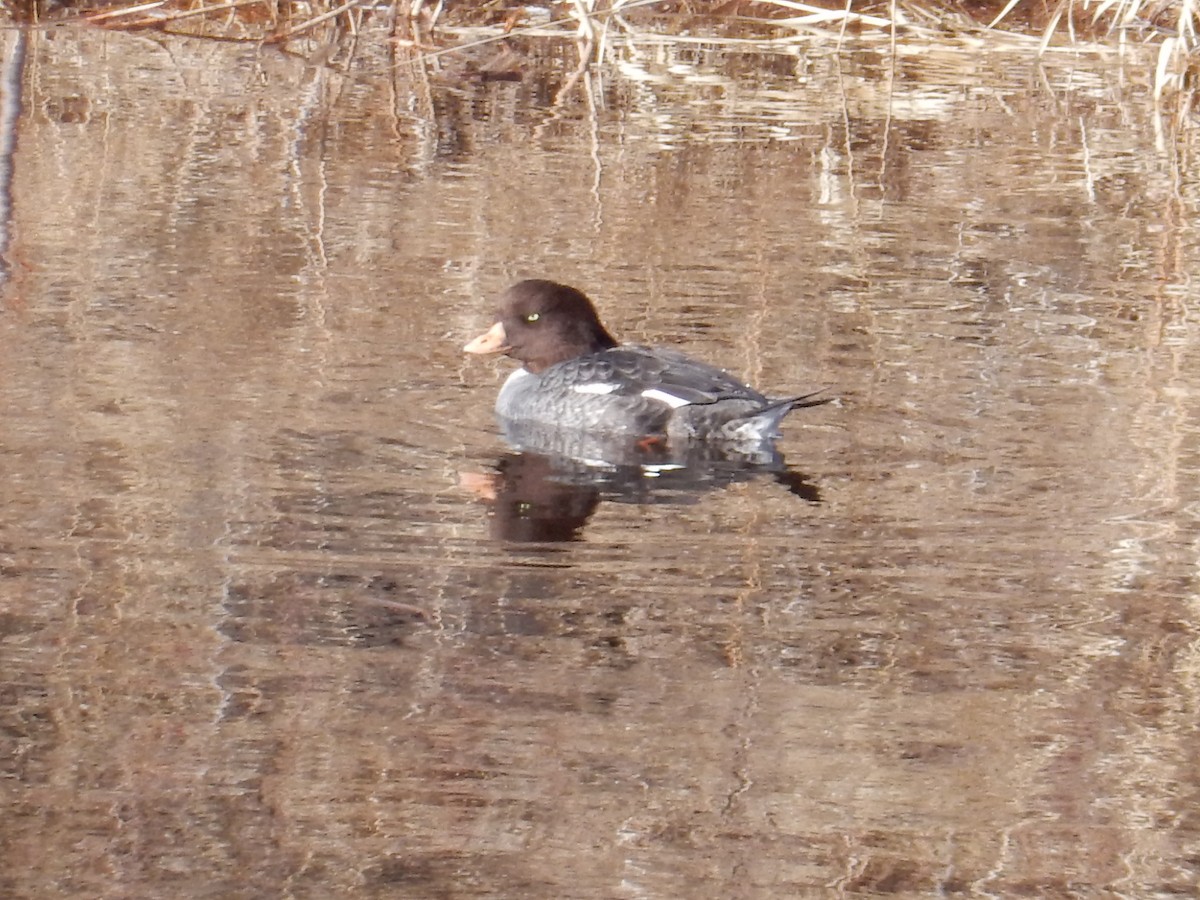 Barrow's Goldeneye - ML617098870