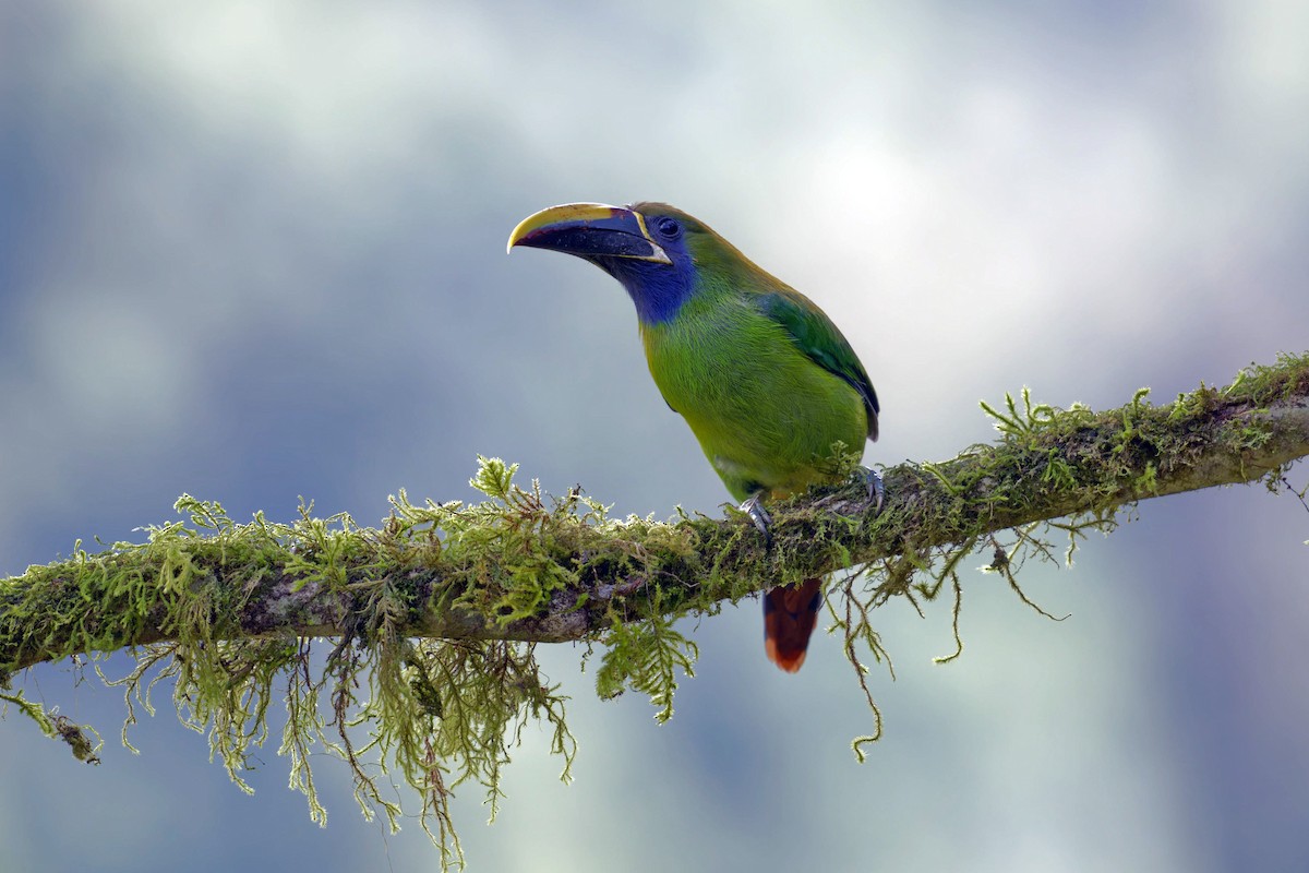Northern Emerald-Toucanet (Blue-throated) - ML617098915