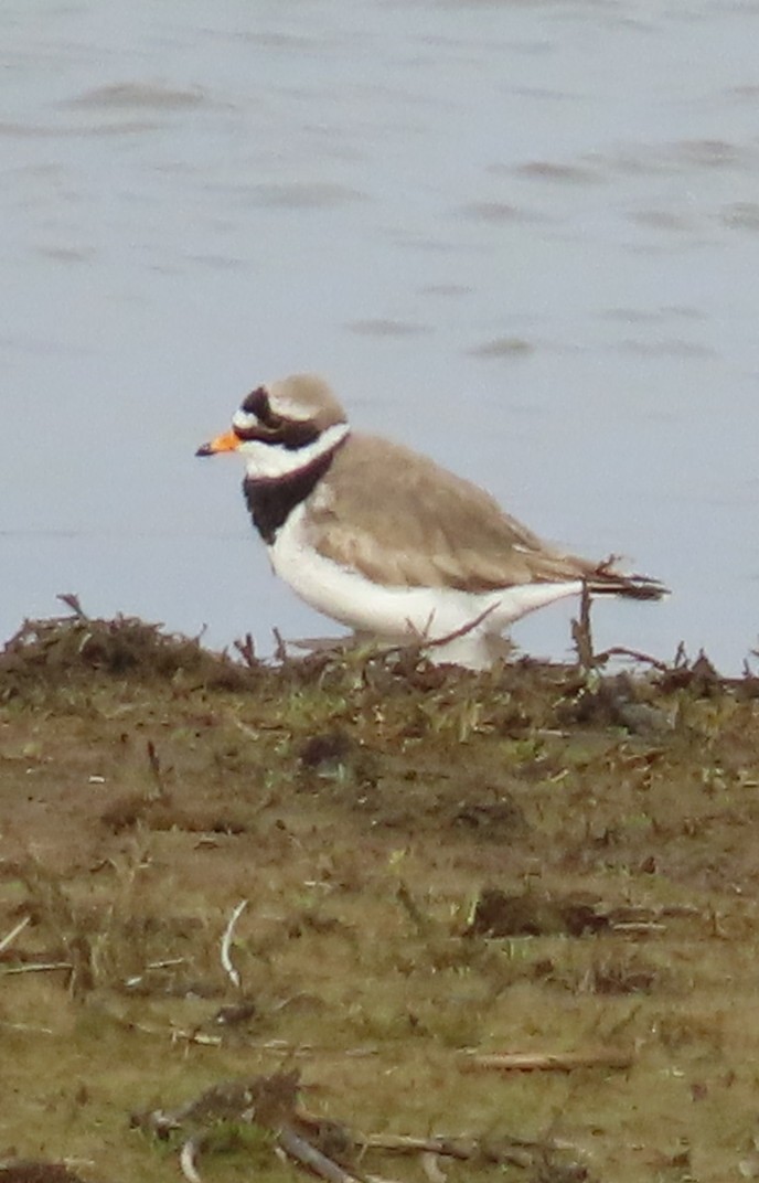 Common Ringed Plover - ML617098926