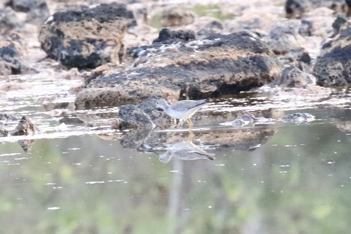 Lesser Yellowlegs - ML617098931