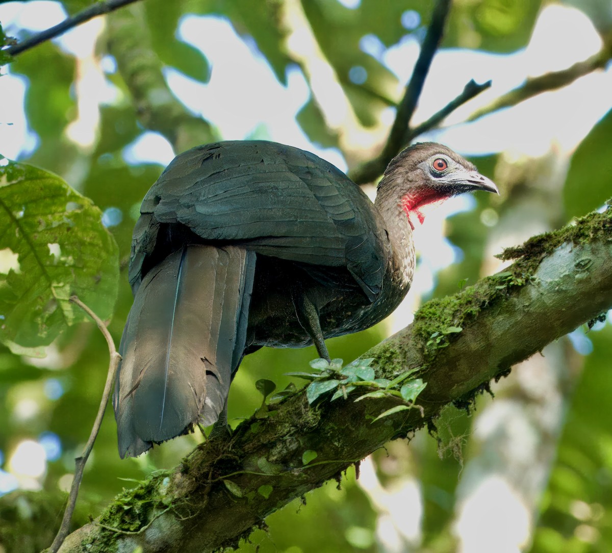 Crested Guan - ML617098975