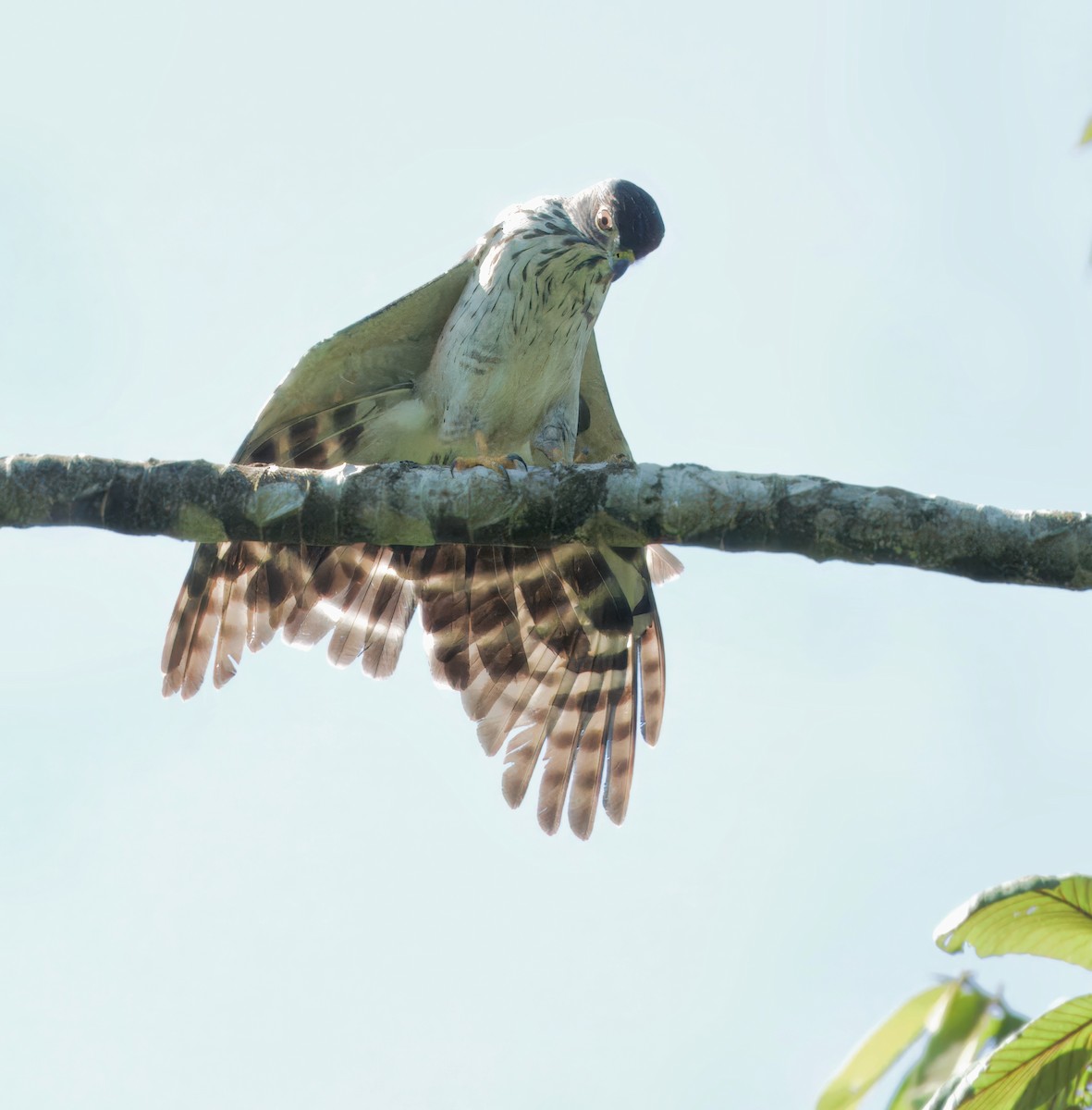 Double-toothed Kite - ML617098993