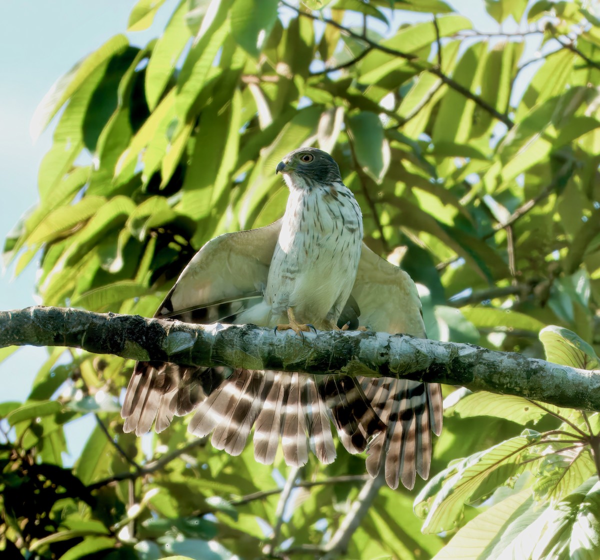 Double-toothed Kite - ML617098994