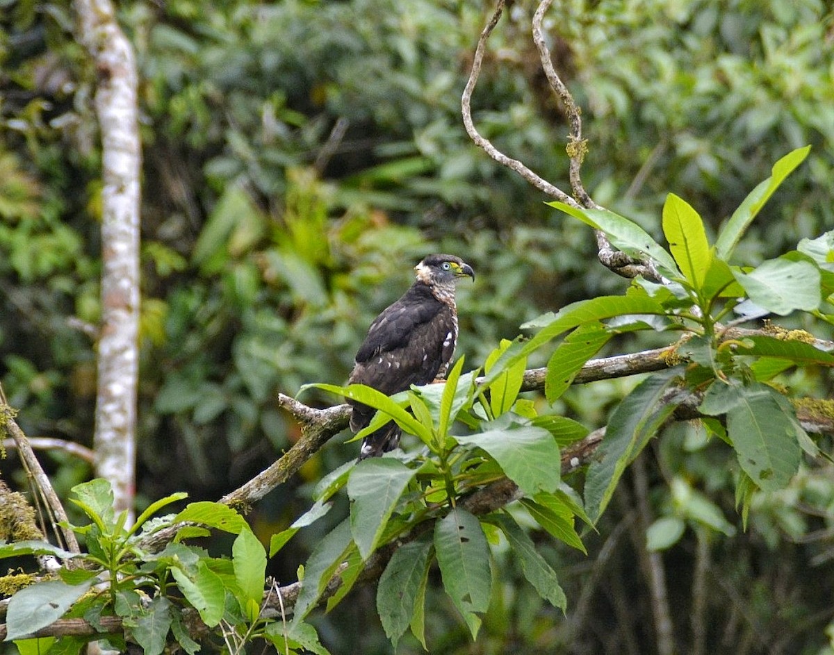 Hook-billed Kite - ML617099088