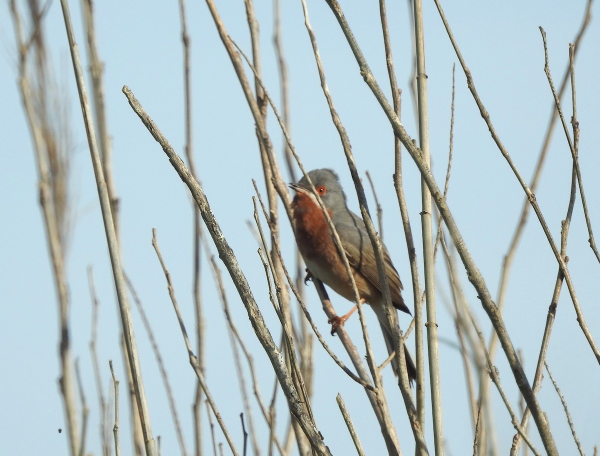 Eastern Subalpine Warbler - Lorenzo Pini