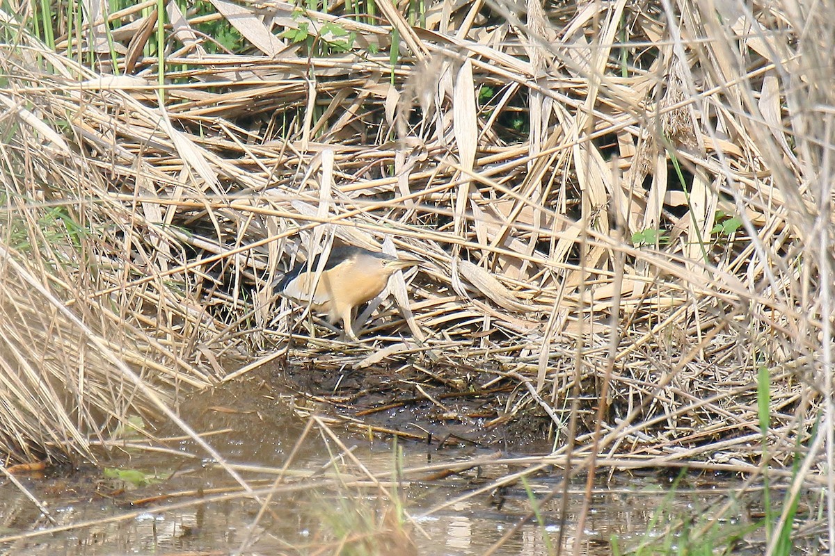 Little Bittern - ML617099095