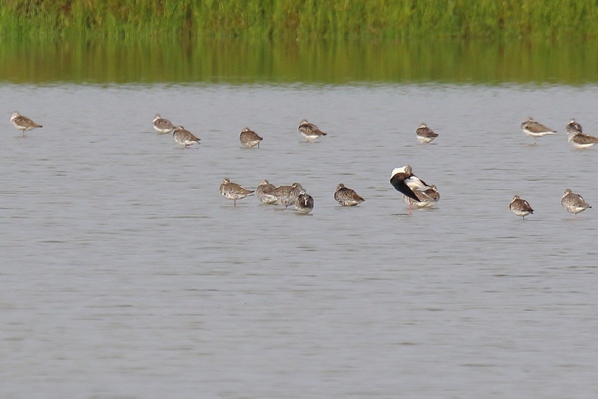 Spotted Redshank - Mattia Prella