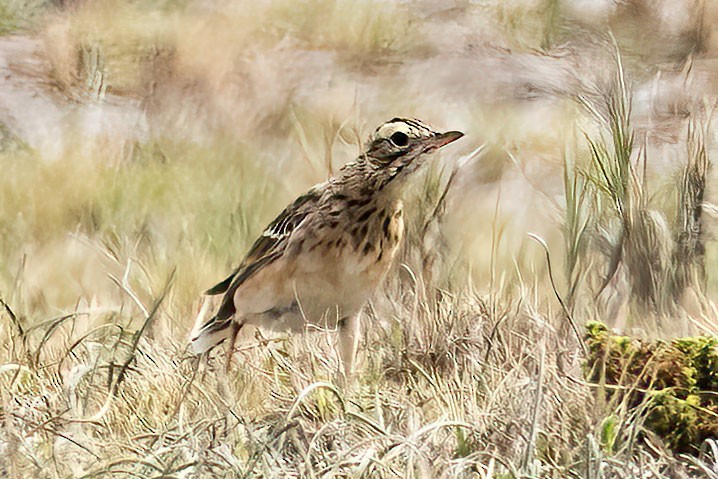 Richard's Pipit - ML617099142