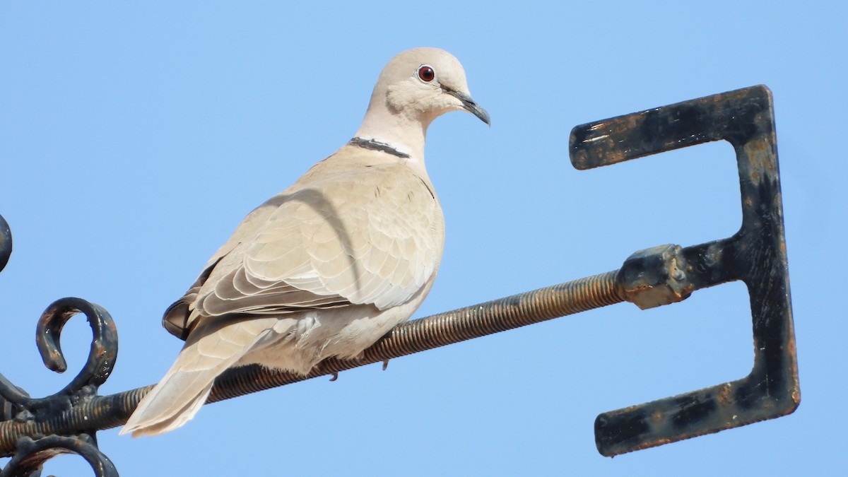 Eurasian Collared-Dove - ML617099144