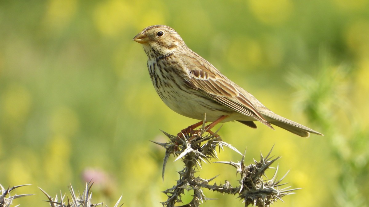 Corn Bunting - Manuel García Ruiz