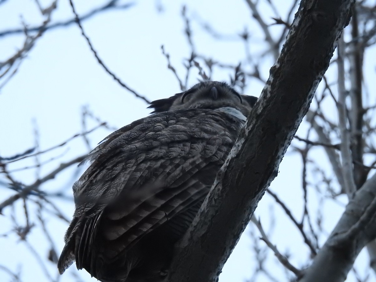 Great Horned Owl - ML617099212