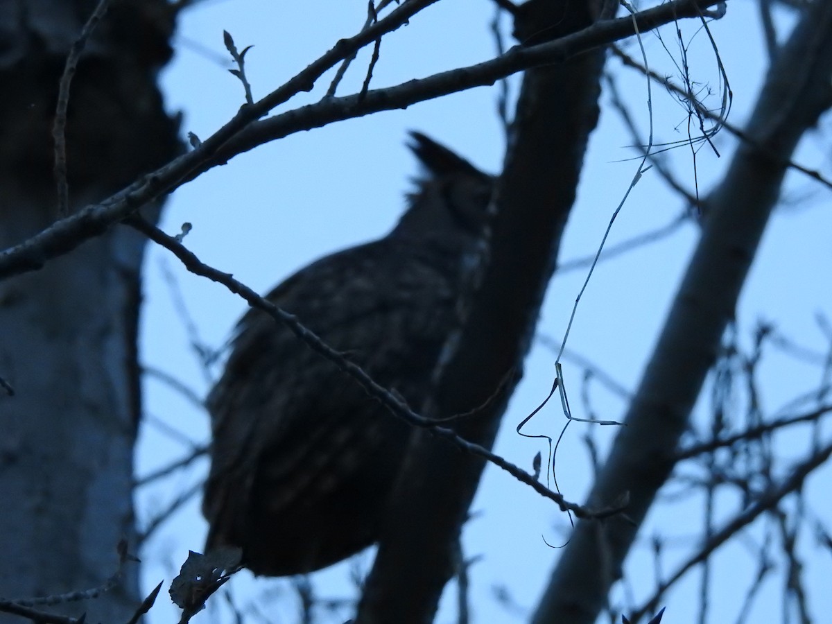 Great Horned Owl - ML617099213