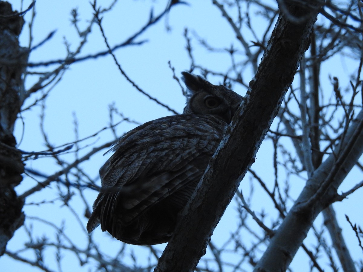 Great Horned Owl - ML617099215