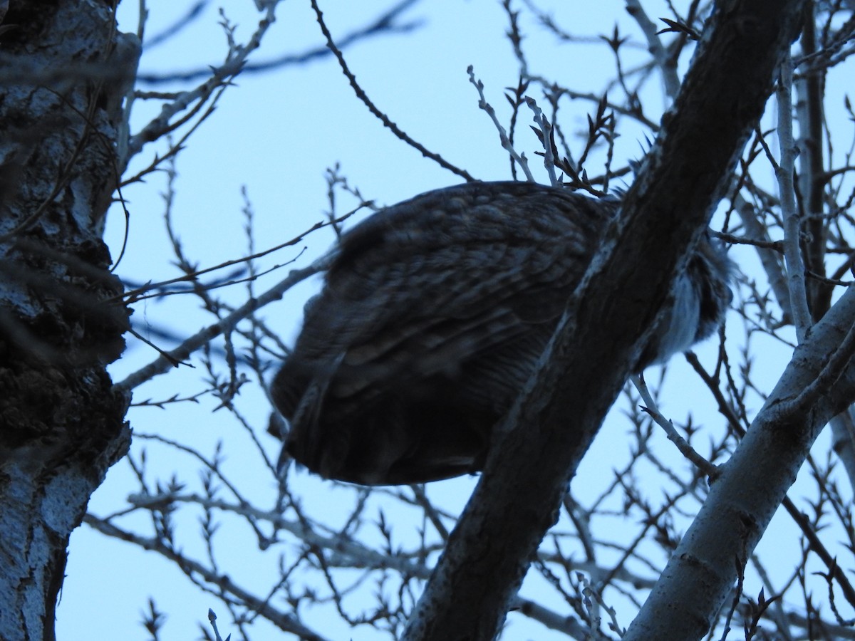 Great Horned Owl - ML617099216