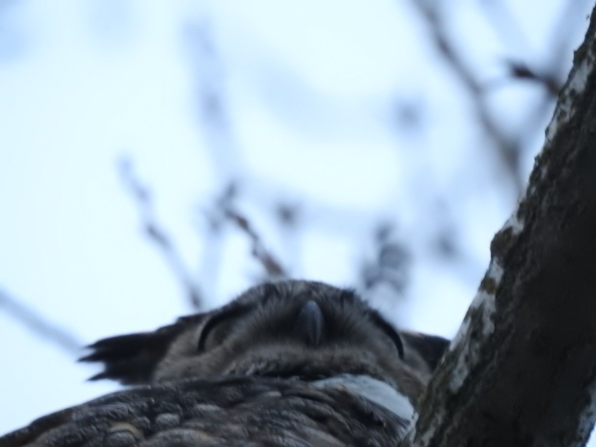 Great Horned Owl - ML617099217