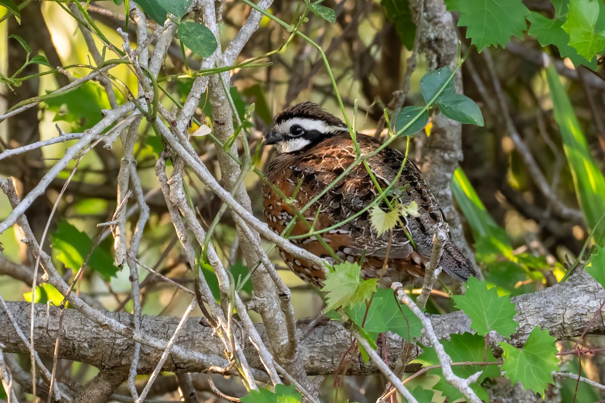 Northern Bobwhite - ML617099313