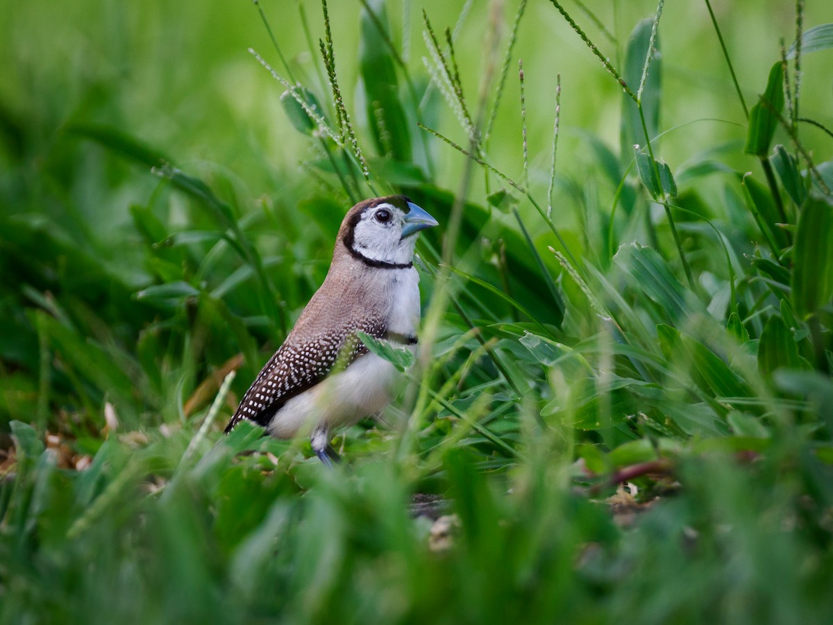 Double-barred Finch - ML617099326