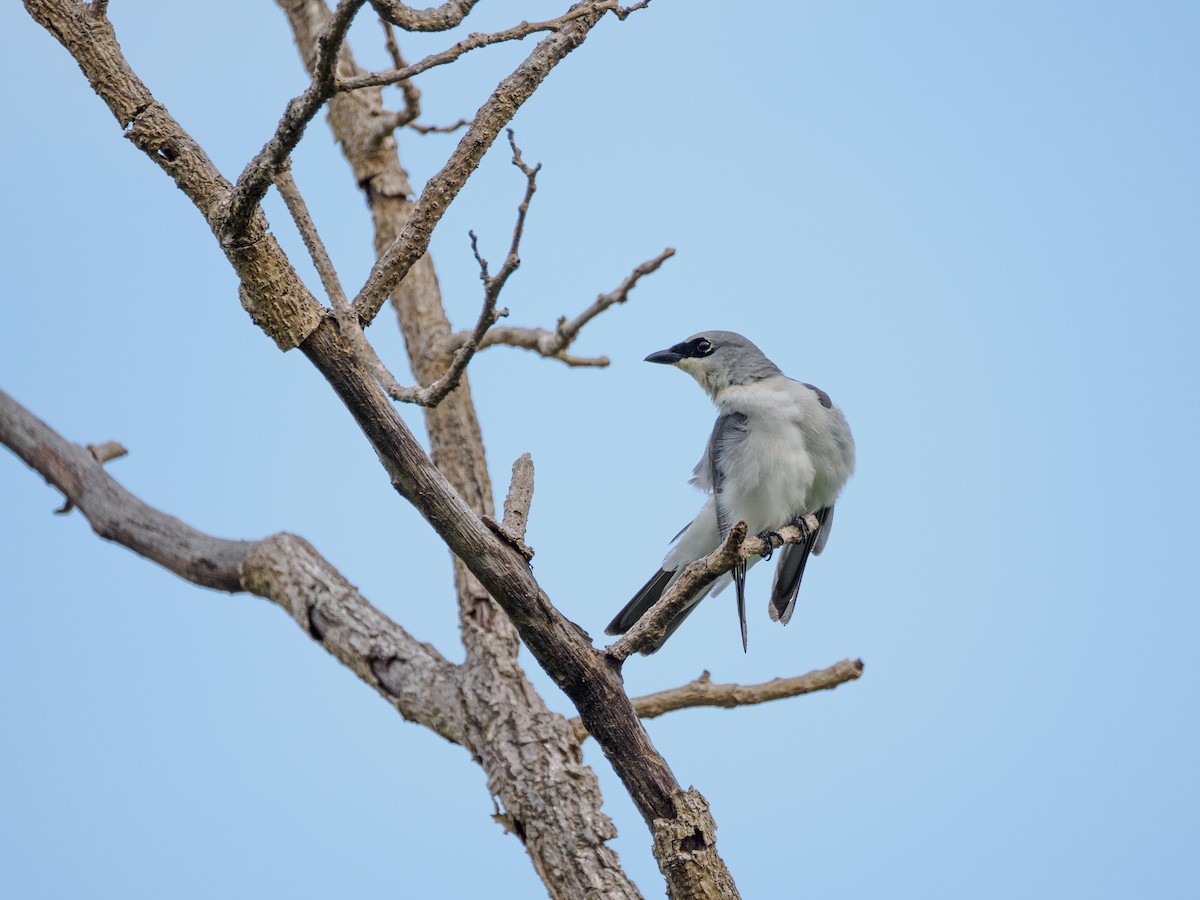 White-bellied Cuckooshrike - ML617099337