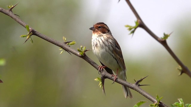 Little Bunting - ML617099430