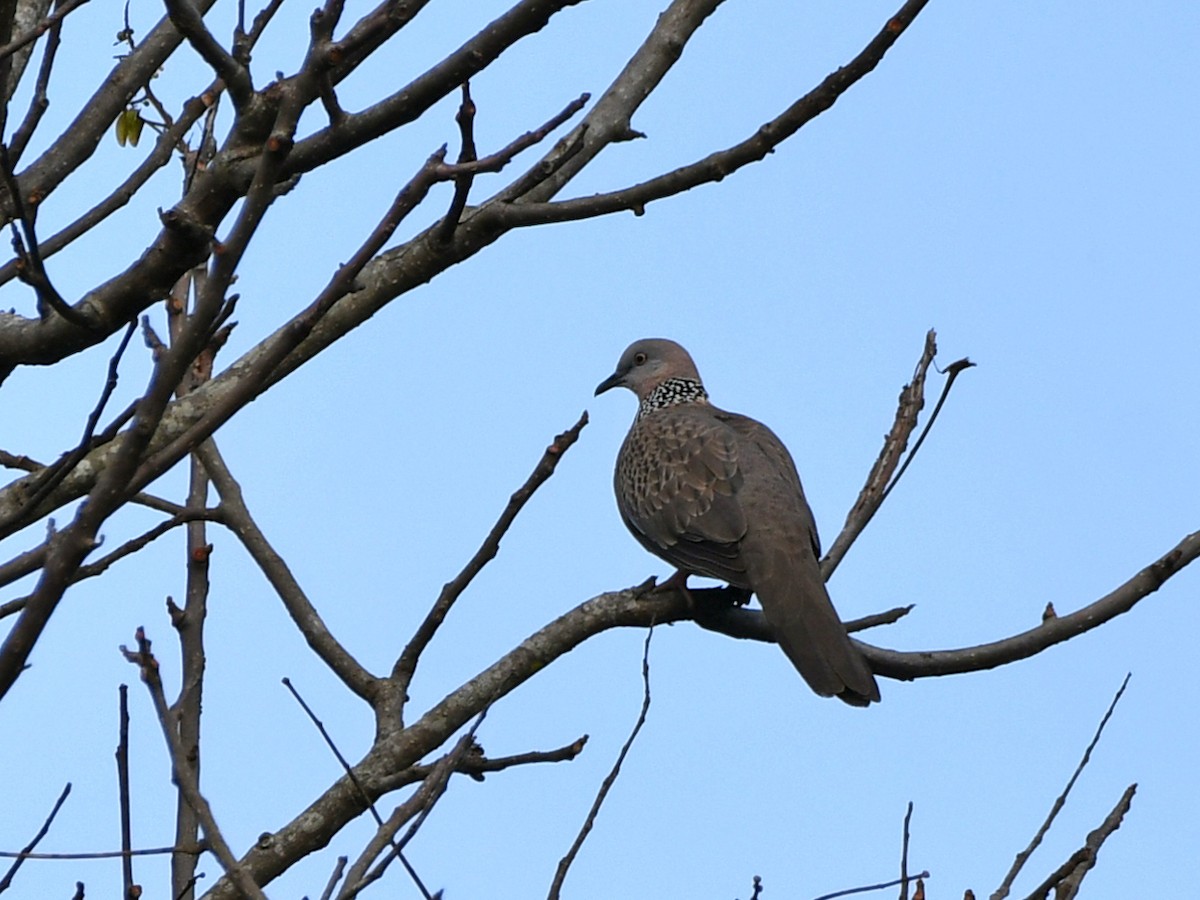 Spotted Dove - ML617099477