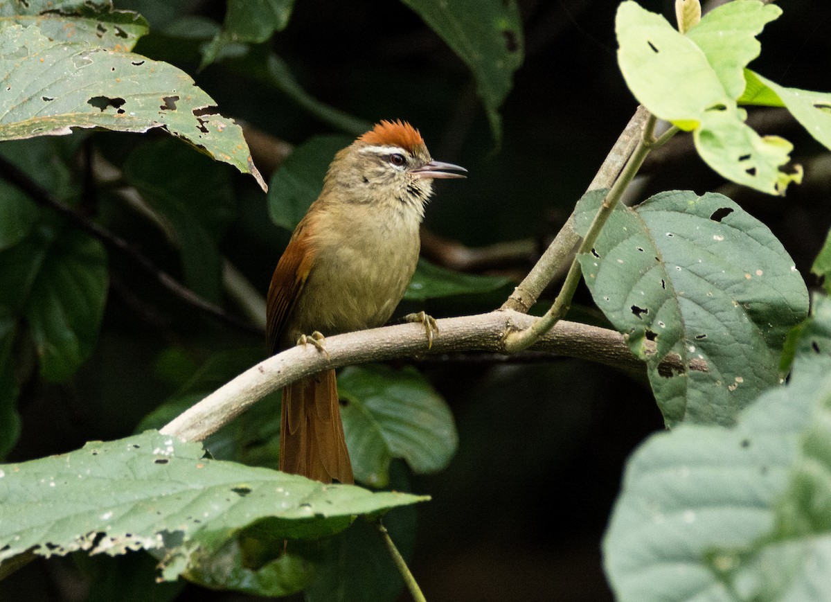 Pallid Spinetail - Eduardo Vieira 17