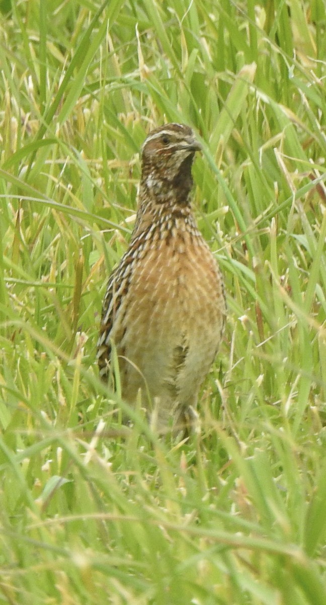 Common Quail - Dan Stoker